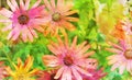 COLORFUL BUNCH OF GERBER DAISIES Royalty Free Stock Photo