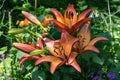 Colorful bunch of large lily flowers in orange and pink