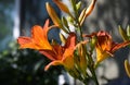 A colorful bunch of orange colored trumpet like flowers.