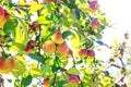 Colorful red or purple bunch of organic fruits on an orchard. Best picture wit