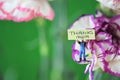 Colorful bunch of spring flowers and miniature note for mothers day Royalty Free Stock Photo