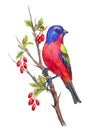 Colorful bunting bird on a branch of a barberry, watercolor drawing on a white background