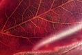 Colorful burgundy autumn leaf close-up in a light haze, selective focus. Natural background. Seasons, fall leaves concept Royalty Free Stock Photo