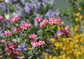 Colorful bush flowers in garden Royalty Free Stock Photo