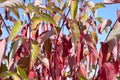 Colorful bush with green-purple leaves on the blue sky