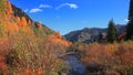 Colorful bushes by running water stream in Colorado rocky mountains