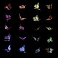 Colorful butterflies on black