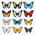 Colorful Butterfly Collection: Realistic Illustration On White Background