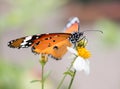 Colorful butterflies feeding on nectar from flowers Royalty Free Stock Photo