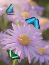 Colorful butterflies are flying over flowers of Michaelmas-daisies Royalty Free Stock Photo