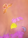 Colorful butterflies are flying and sitting on flowers Royalty Free Stock Photo