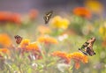 Colorful butterflies are flying and sitting on Mexican marigold flowers Royalty Free Stock Photo