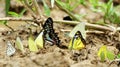 Colorful butterflies