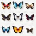 Colorful Butterflies: Hyper-realistic Illustrations With Minimalistic Elements