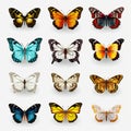 Colorful Butterflies Illustration: Realistic Impression With Iconographic Motifs