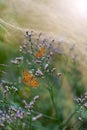 Colorful butterflies among the morning summer grasses. Royalty Free Stock Photo