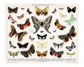 Colorful butterflies and moths collage vintage illustration wall art print and poster design remix from original artwork