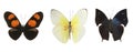 Colorful butterflies over a white background