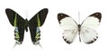 Colorful butterflies over a white background.