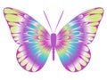 Colorful butterfly
