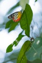 Colorful Butterfly Royalty Free Stock Photo
