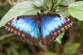 Colorful Butterfly