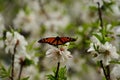 Colorful butterfly on almond flowers Royalty Free Stock Photo