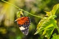 Colorful butterfly in the Amazon Rainforest, Manaos, Brazil Royalty Free Stock Photo