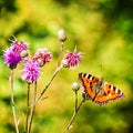 Colorful Butterfly