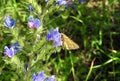 Colorful butterfly on blue flower, Lithuania Royalty Free Stock Photo