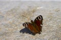 a colorful butterfly with broken wings Royalty Free Stock Photo