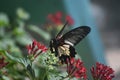 Close up photo of a stunning butterfly polinating flowers Royalty Free Stock Photo