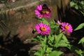 A colorful butterfly and Carpenter bee (Xylocopa) pollinating a pink daisy flower Royalty Free Stock Photo