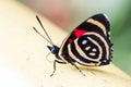 Colorful Butterfly Catagramma species