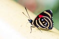 Colorful Butterfly Catagramma species