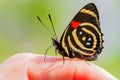 Colorful Butterfly Catagramma species