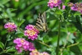 Colorful butterfly