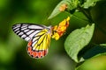 Butterfly Jezebel or Delias eucharis on Lantana flowers with green bokeh background Royalty Free Stock Photo