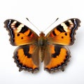 Compton Tortoiseshell Butterfly: Orange And Beige Style On White Background