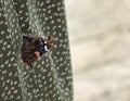 Colorful butterfly with a dark wings sitting on the green dress