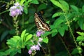 The colorful butterfly on Duranta repens L
