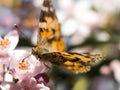 Colorful butterfly feeding on a pink flower Royalty Free Stock Photo