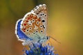 Colorful butterfly on a flower Royalty Free Stock Photo