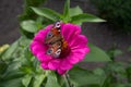 Peacock-eye sunflower butterfly on a blooming aster