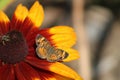 A colorful butterfly on a flower