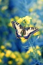 Colorful butterfly on flower,close up
