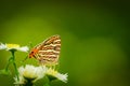 Butterfly on a flower. common silverline butterfly cigaritis vulcanus .