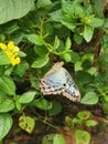 Colorful Butterfly flower garden Royalty Free Stock Photo