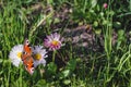 Colorful butterfly on a flower meadow of daisies Royalty Free Stock Photo