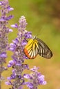 Colorful Butterfly & Flower (Painted Jezebel ) Royalty Free Stock Photo